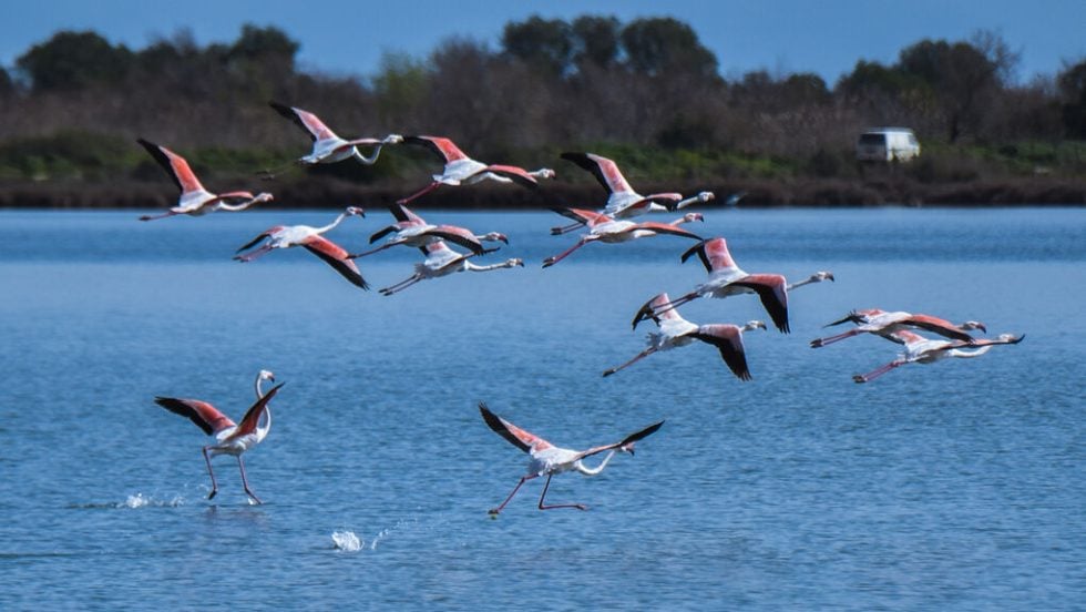 flamingos